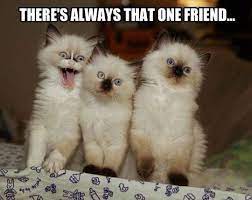 Check spelling or type a new query. 20 Quotes That Show What Friendship Truly Means Funny Cat Photos Funny Animal Pictures Funny Cat Pictures