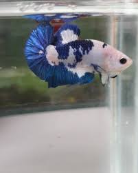 Betta ciaruteun update hampir tiap hari yu belajar bareng cara ternak ikan cupang/betta. The Great Blue Panda Line Blue Rim Plakat Tail Betta Fish Betta Betta Fish Betta Fish Types