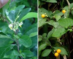 Image result for Solanum sp.no.2