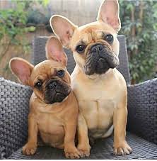 Cuuuuute French Bulldog Puppy Frenchbulldogpuppy With Images Bulldog Bulldog Puppies French Bulldog Puppies