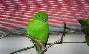 Maybe you would like to learn more about one of these? Mengenal Jenis Burung Serindit Makanan Harga Dan Suara