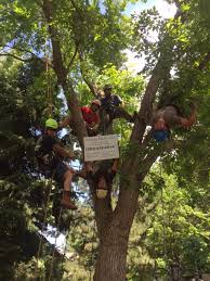 Maybe you would like to learn more about one of these? Trees By Mr B