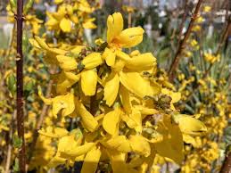 Forsythia Magical Gold Tree Top Nursery Landscape Inc