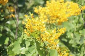 Image result for Pterocarpus rotundifolius