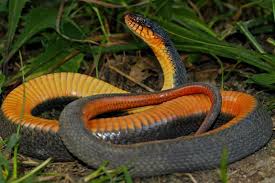 Check spelling or type a new query. Water Snakes In Missouri 8 Species With Pictures Wildlife Informer