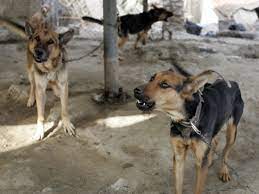 1 day ago · while animal rescue groups across the globe race to get dogs out of afghanistan, pentagon officials want to be very clear: Animals Rights Group Says Us Handed Death Sentence To Working Dogs Left Behind By Troops In Afghanistan The Independent