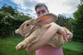 Why do rabbits make good pets? World S Largest Rabbit Missing Presumed Stolen Live Science