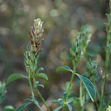 Image result for Barleria rotundifolia