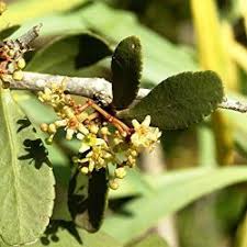 Image result for Celastraceae