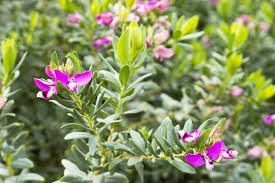 Sol riche en humus et bien drainé ; Polygala Conseils De Culture Entretien Et Taille