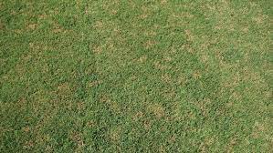 Diseased turf with dollar spot range from 2. Dollar Spot Nc State Extension
