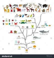 Evolution In Biology Scheme Evolution Of Animals Isolated On White Background Children S Education Science Evolution Scale Mammals Evolution Art Art Prints