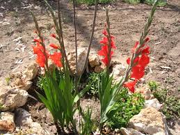 Gladiolus Gladiolo Ingrosso Fiori Gambin