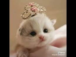 Status wa hijrah kartun lucu muslimah apk download apkpure co. Foto Profil Wa Kucing Lucu
