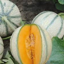 Image result for Cucumis prophetarum