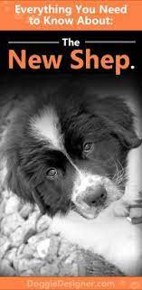New Shep Newfoundland German Shepherd Mix Info Pics Facts Designer Dogs Breeds Types Of Dogs Breeds Dog Breeds