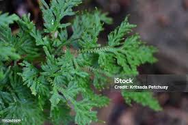 Image result for Selaginella vogelii