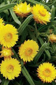 Sundaze Flame Strawflower Bracteantha Plants Container Gardening Beautiful Flowers
