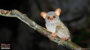 Image about cute in a n i m a l s by ᗪiᗩᑎᗩ. Animals And Cave Selayar Dive Resort Sud Sulawesi