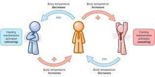 Negative Feedback Human Body Systems Biology Lessons Physiology