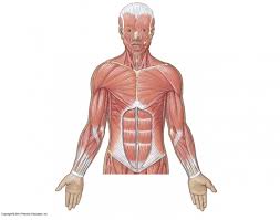 Extending across the anterior surface of the body from the superior border of the pelvis to the inferior border of the ribcage are the muscles of the abdominal wall, including the transverse and rectus abdominis and the internal and external obliques. Game Statistics Superficial Muscles Of Upper Body Anterior View