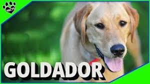 The golden retriever lab mix is a highly sought after designer dog with an impeccable work ethic and desire to please. Goldador Golden Retriever Labrador Retriever Mix Designer Dogs 101 Top 10 Facts Youtube