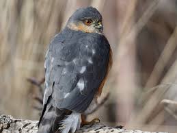 1:58pm, 6 december 2015 pdt (permalink). Sharp Shinned Hawk Urban Raptor Conservancy