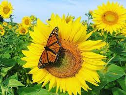 Tanaman hias seperti bunga gantung yang ditempatkan di lokasi yang tepat bisa menjadikan tampilan rumahmu semakin cantik dan menarik. Potret Hamparan Kebun Bunga Matahari Nan Cantik