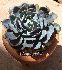 Today i want to to go over the different types of cactus i grow here in florida while giving you some tips on how to water and take care of your cactus. E Blue Heron Succulents Decor Echeveria Succulents