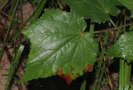 Image result for Hibiscus physaloides