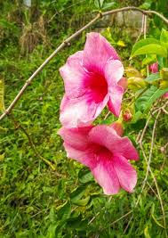 Image result for dipladenie sanderi obrázek