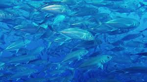 Nurkowanie Filipiny Balicasag Ostroboki ALPHA-DIVERS 2016 - wersja ...