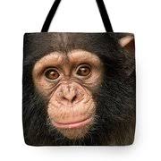 Little Larry Close-up by Gerry Ellis