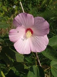 Image result for Hibiscus rhabdotospermus