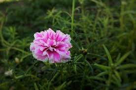 Io ho dei vasi con portulache che al primo gelo muoiono, ma alla successiva primavera rispuntano nuove piantine da sole. Portulaca Grandiflora Consigli Coltivazione E Cura