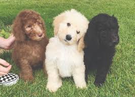 Though poodles are bit different from other dogs in terms of their appearance but it's true that they don't lack of any type of canine characteristics. Standard Poodle Puppies 500 Pets Belgrade News Com