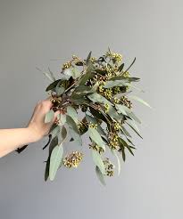 Image result for Eucalyptus