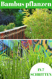 Pin Auf Blumen Und Pflanzen