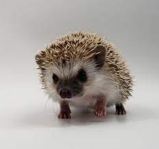 Morning Star Hedgehogs Hedgehogs For Sale Baby Hedgehogs Hedgehog Morning Star Hedgehogs Baby Hedgehog Hedgehog For Sale Hedgehog Pet