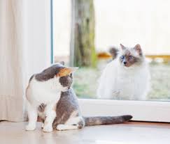 This behaviour is unfortunately very common, particularly in older cats. My Indoor Cat Is Being Tormented By An Outdoor Cat