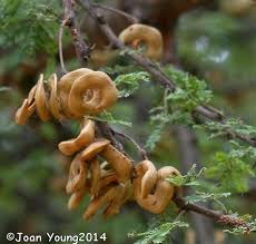 Image result for Acacia tortilis
