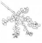 Image result for Lannea discolor