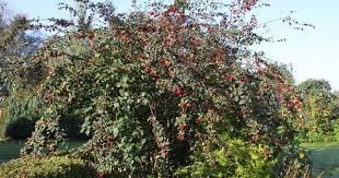 Pin Auf Garten