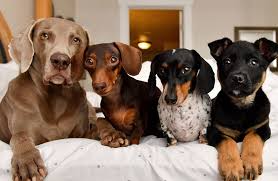 Check spelling or type a new query. The 7 Best Pet Based Viral Challenges On The Internet