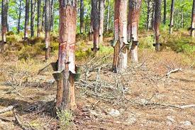 Maple trees are famous for their sap which is collected and converted into syrup, but it's possible to collect sap from any tree. Harvesting Sap Reaping The Benefits Of Natural Medicine