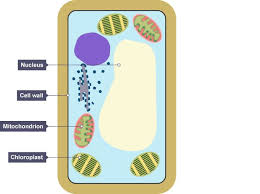 Maybe you would like to learn more about one of these? Bbc Bitesize Biology Revision Biology Cell Wall