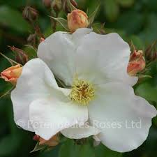 A wonderful shrub rose that should be in the gardens of all those who love white roses. Sally Holmes Shrub Rose Peter Beales Roses The World Leaders In Shrub Climbing Rambling And Standard Classic Roses