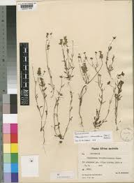 Image result for Melanospermum