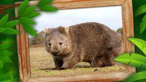 All three species are approximately 36 in (100 cm) long, 20 in high and weigh between 44 and 77 lbs (20 and 35 kg). Der Wombat Ndr De Nachrichten Ndr Info Sendungen Mikado Das Kinderradio