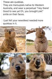 Quokkas throw their babies at predators to escape, and other australian animal 'myths'. Iflscience If Anyone Is Having A Bad Day Here Are Some Quokkas Facebook